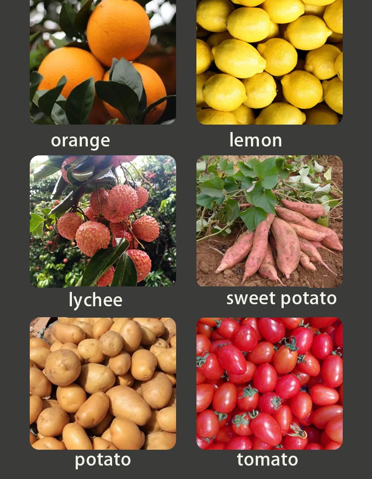 tomato grader 1